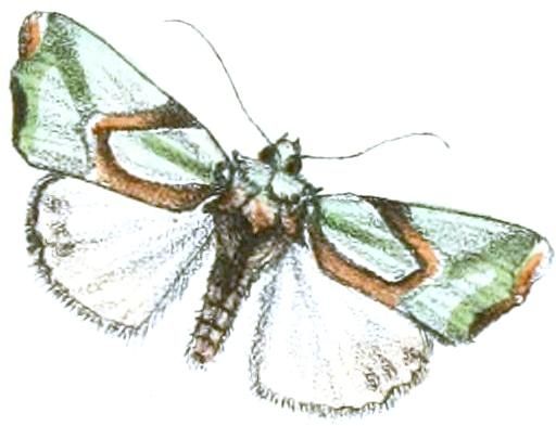 File:Nacna pulchripicta.JPG