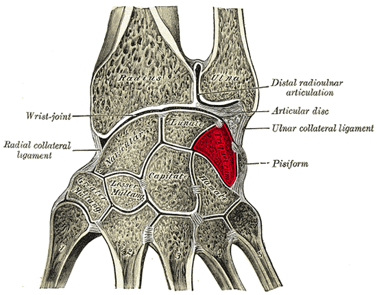 File:Ospoignet - Triquetral bone.png