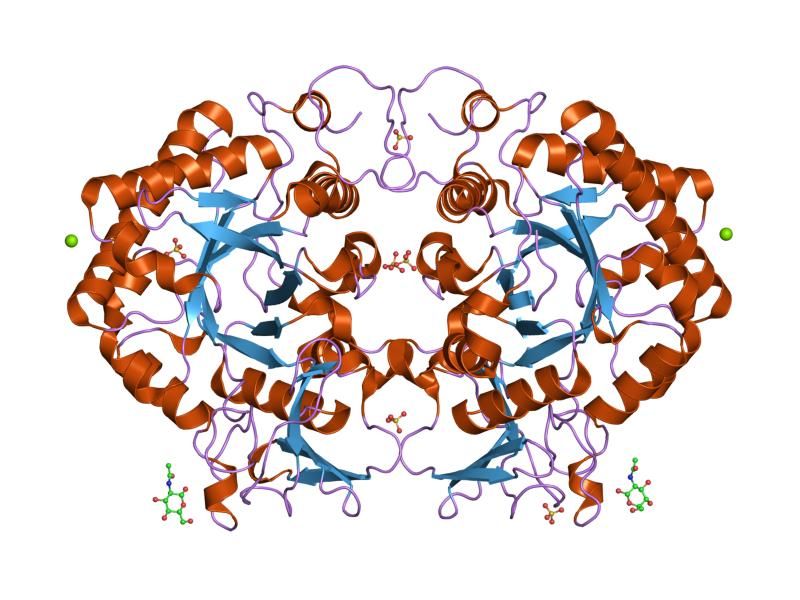 File:PDB 1wno EBI.jpg