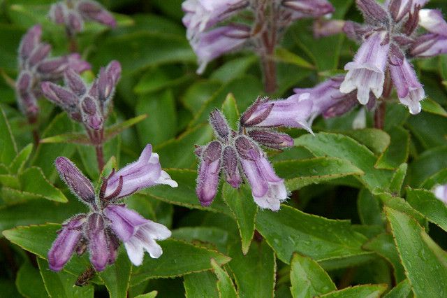 File:Penstemon frutescens (200707).jpg