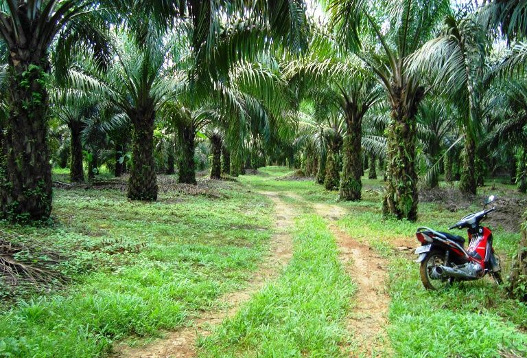 File:Perkebunan kelapa sawit milik rakyat (12).JPG