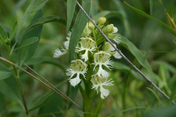 File:Platanthera praeclara nps.jpg