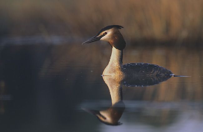 File:Podiceps cristatus 2 (Marek Szczepanek).jpg