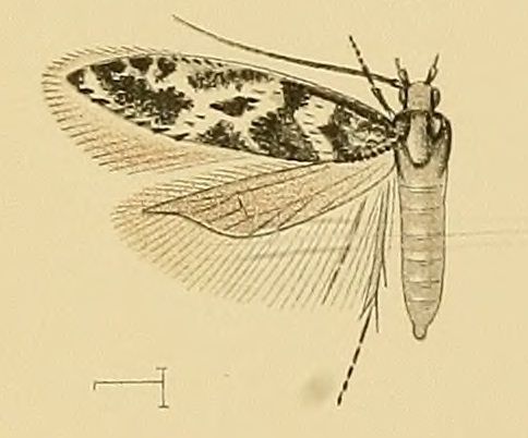 File:Pragmatodes fruticosella.jpg