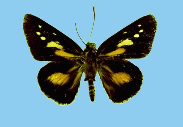 File:Pyroneura toshikoae male uppertside.jpg