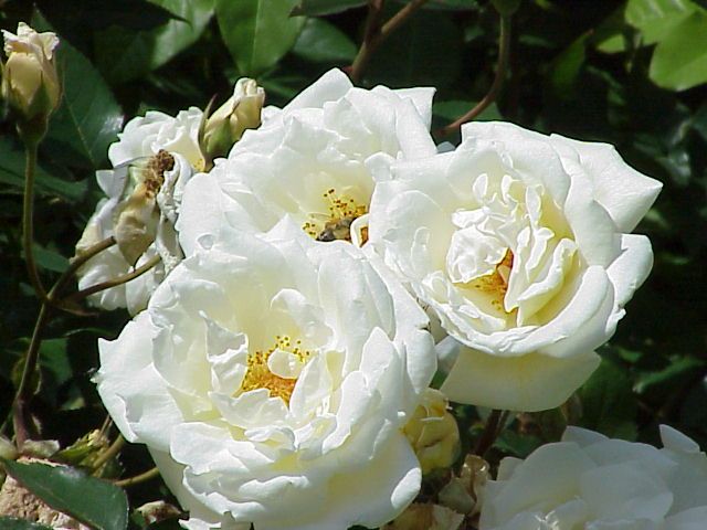 File:Rosa sp.221.jpg