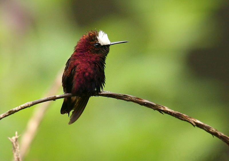 File:Snowcap (Microchera albocoronata).jpg