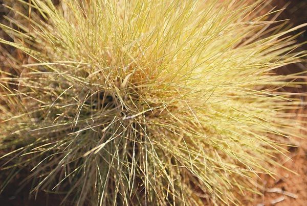 File:Spinifex grass.jpg