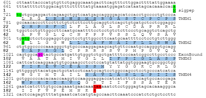 File:TMEM211 Conceptual translation.png