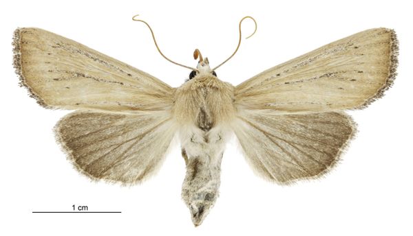 File:Tmetolophota blenheimensis female.jpg