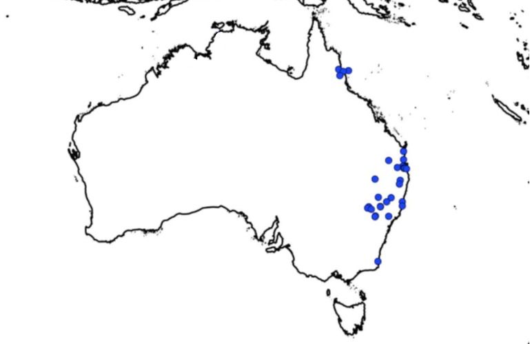 File:Updated eurycnema goliath occurrence map.jpg