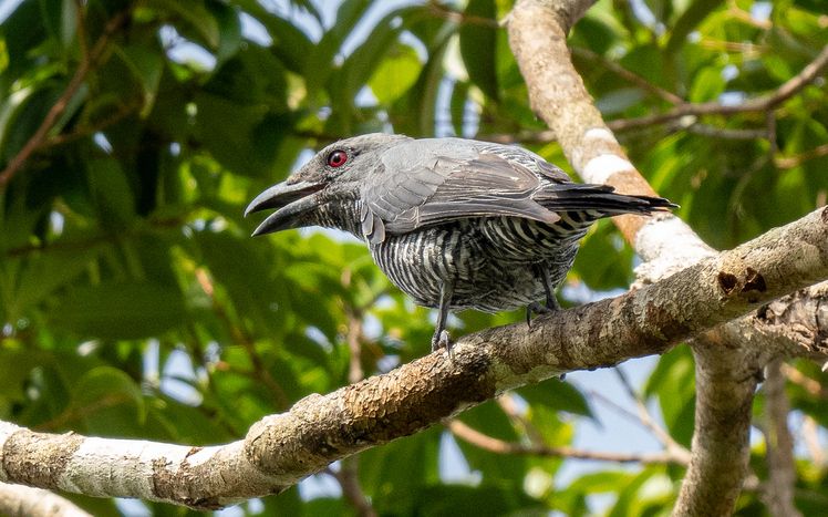 File:Visayan Cuckooshrike (cropped).jpg