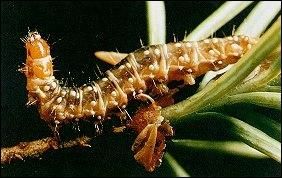 File:Wsprucebudworm.jpg