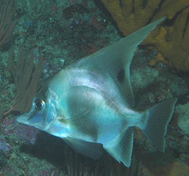 File:Zaclistius elevatus (Longfin boarfish).jpg