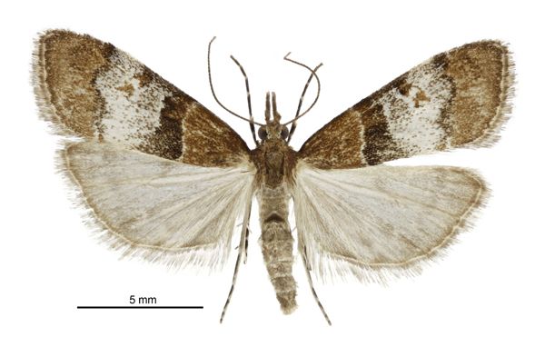 File:Antiscopa acompa female.jpg