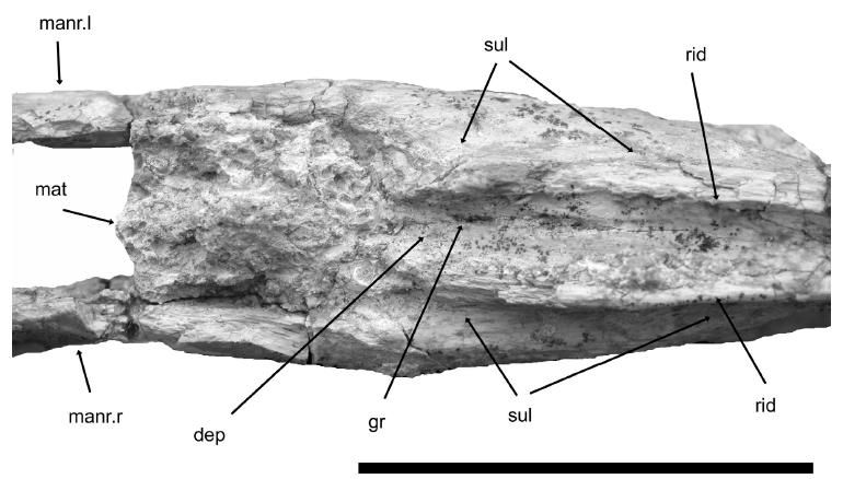 File:Argentinadraco jaw posterodorsal inset.jpg