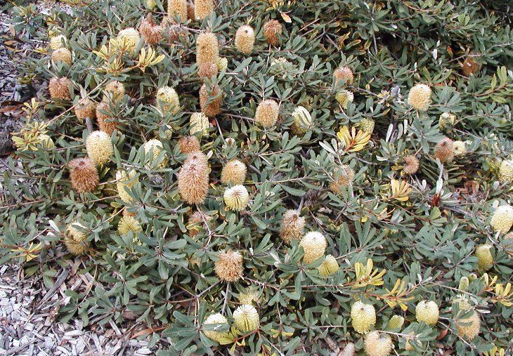 File:Banksia oblongfolia compact gre park.jpg