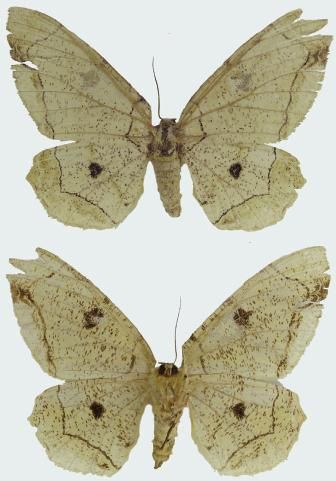 File:Biston bengaliaria female upperside and underside.JPG