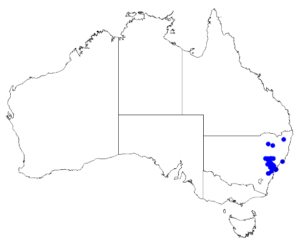 File:Boronia rubiginosa DistMap105.png