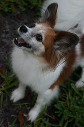 File:Brown and white papillon dog.jpg