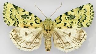 File:Bryolymnia viridata female.JPG