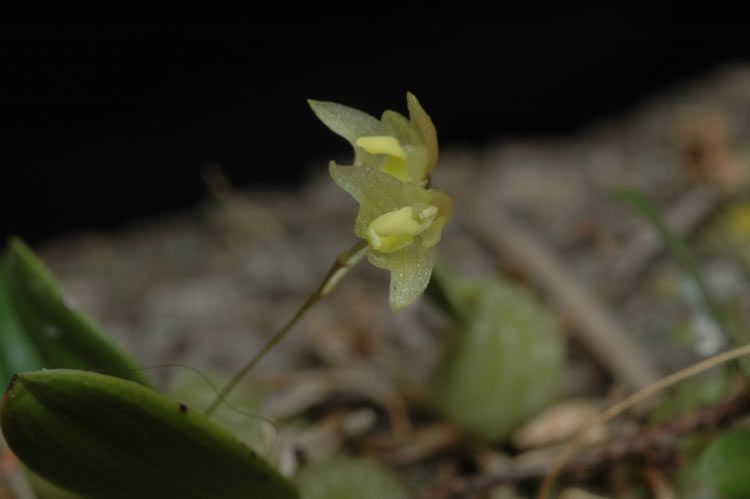 File:Bulbophyllum exiguum.jpg