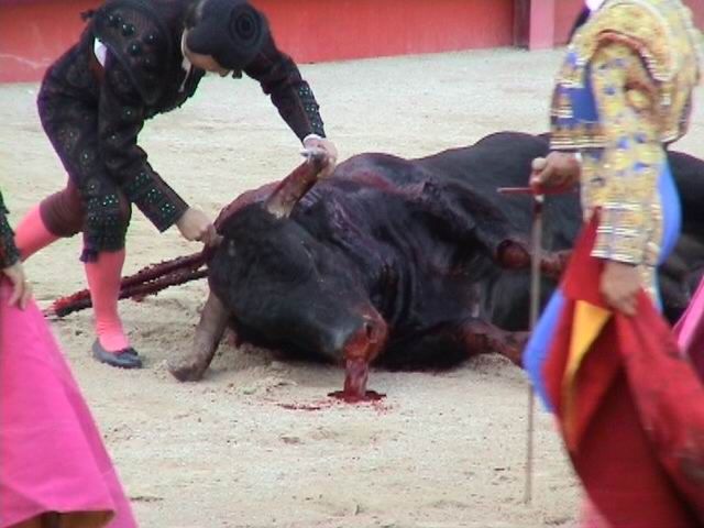 File:Bull killed with a dagger (France).jpg