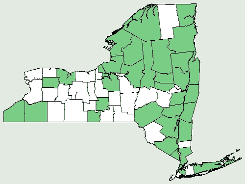 File:Carex tonsa var rugosperma NY-dist-map.png