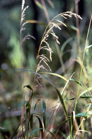 File:Cinna arundinacea.jpg