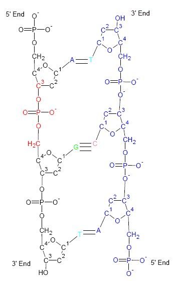 File:DNA Structure.jpg