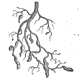 File:Dactylosphaera vitifolii 2 meyers 1888 v13 p621.png