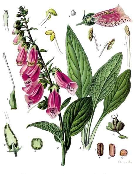 File:Digitalis purpurea - Köhler–s Medizinal-Pflanzen-053.jpg