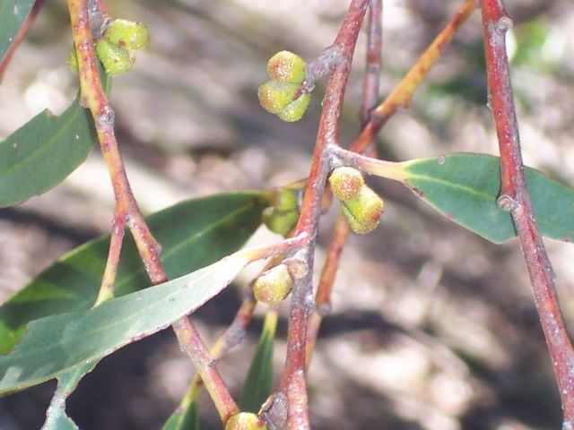 File:Eucalyptus triflora Pigeon House Mountain.JPG