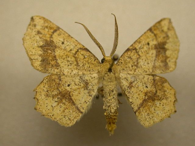 File:Euchlaena pectinaria.jpg