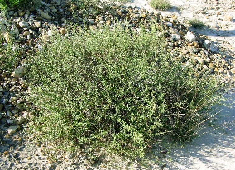 File:Frankenia johnstonii.jpg