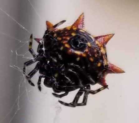 File:Gasteracantha cancriformis Miami.jpg