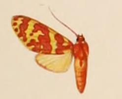 File:Hyponerita similis.JPG