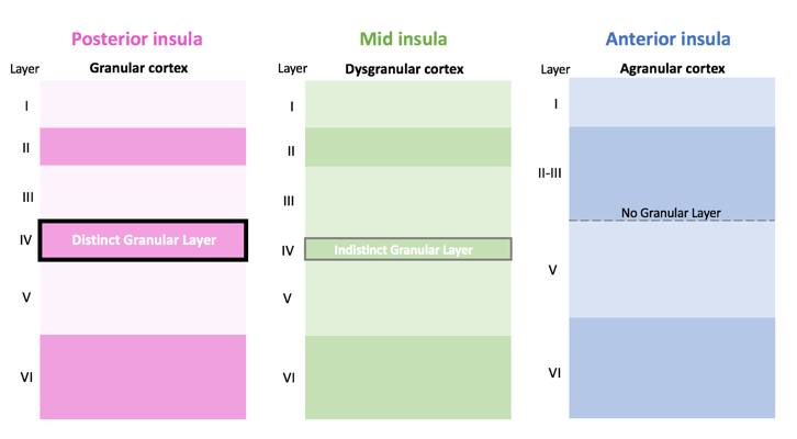 File:Insular cortex granulation.png