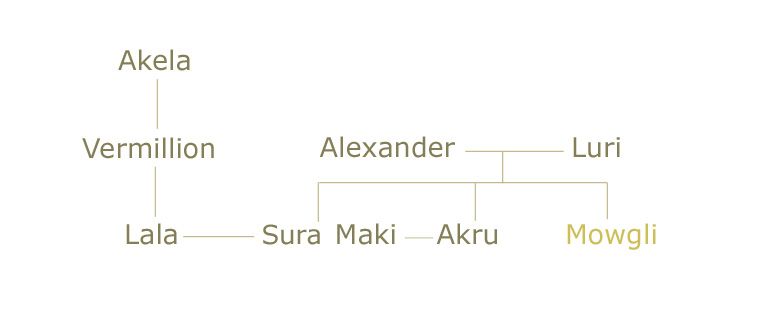 File:Jungle Book Shonen Family Tree.jpg