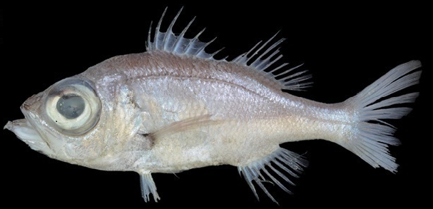 File:Malakichthys griseus.png