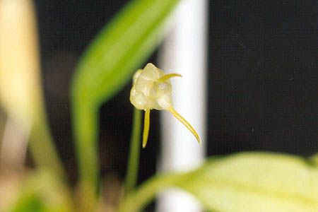 File:Masdevalliaventricosa2.jpg