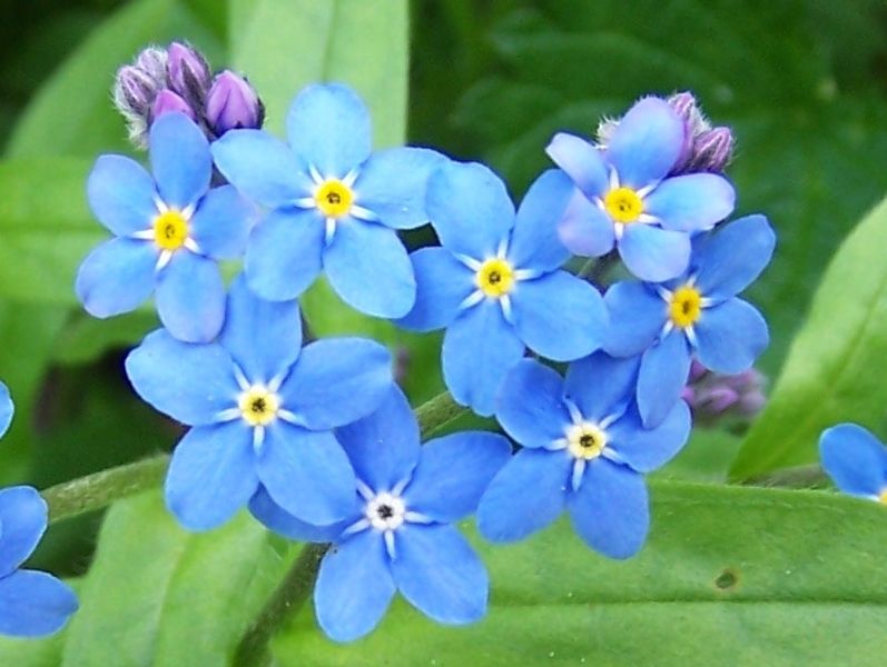 File:Myosotis palustris a1.jpg