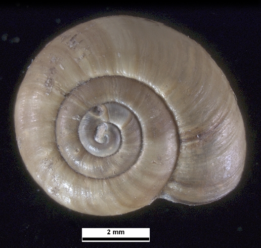 File:Notodiscus hookeri heardensis shell.png