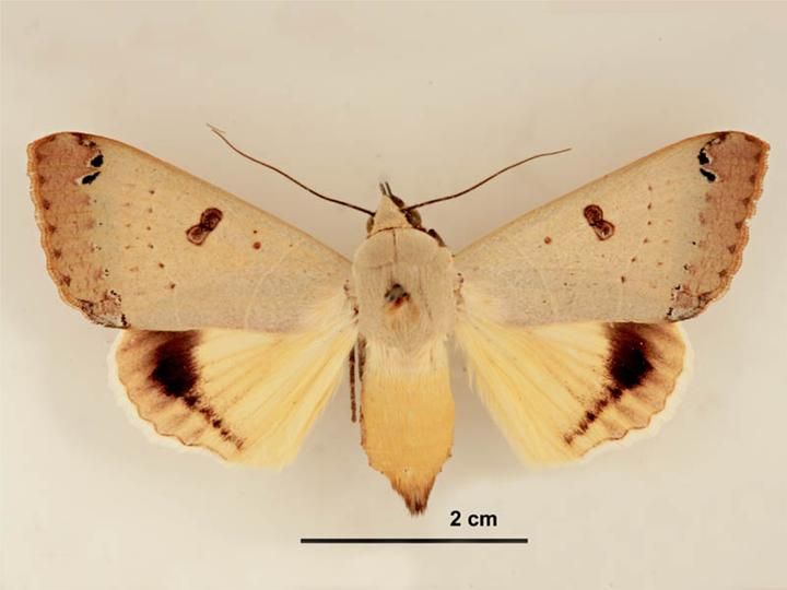 File:Ophiusa parcemacula female dorsal.jpg