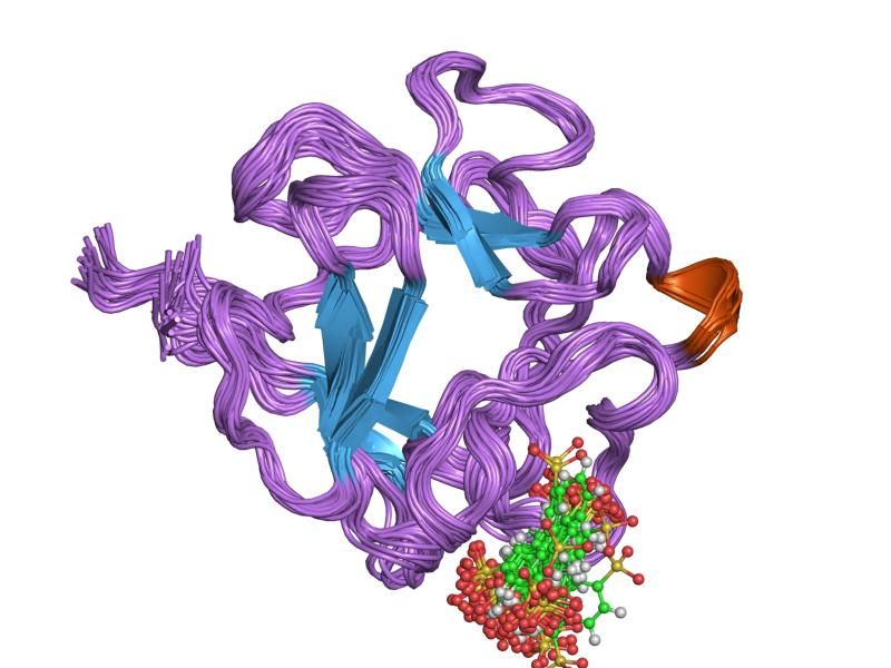 File:PDB 1rml EBI.jpg