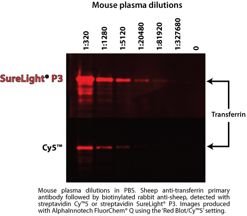 File:Phycobilisome Western blot.png