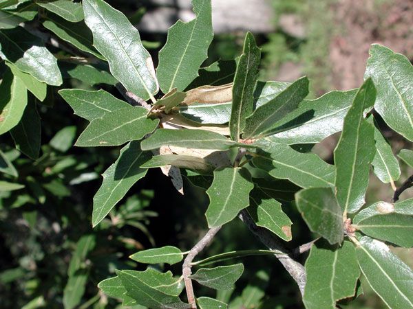 File:Quercus emoryi.jpg