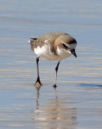 File:Red-capped Plover.jpg