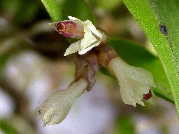 File:Scaphyglottis sickii.jpg