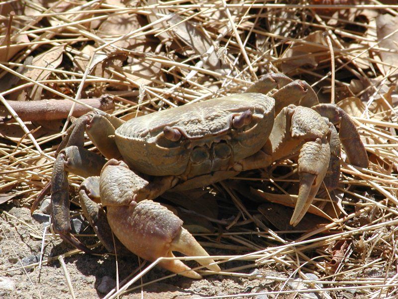 File:Suesswasserkrebs Kreta.jpg